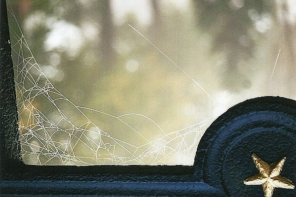 Spinnweben