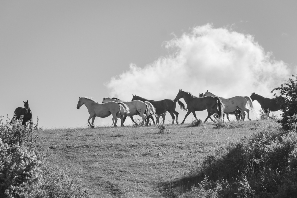 Pferde in Mecklenburg
