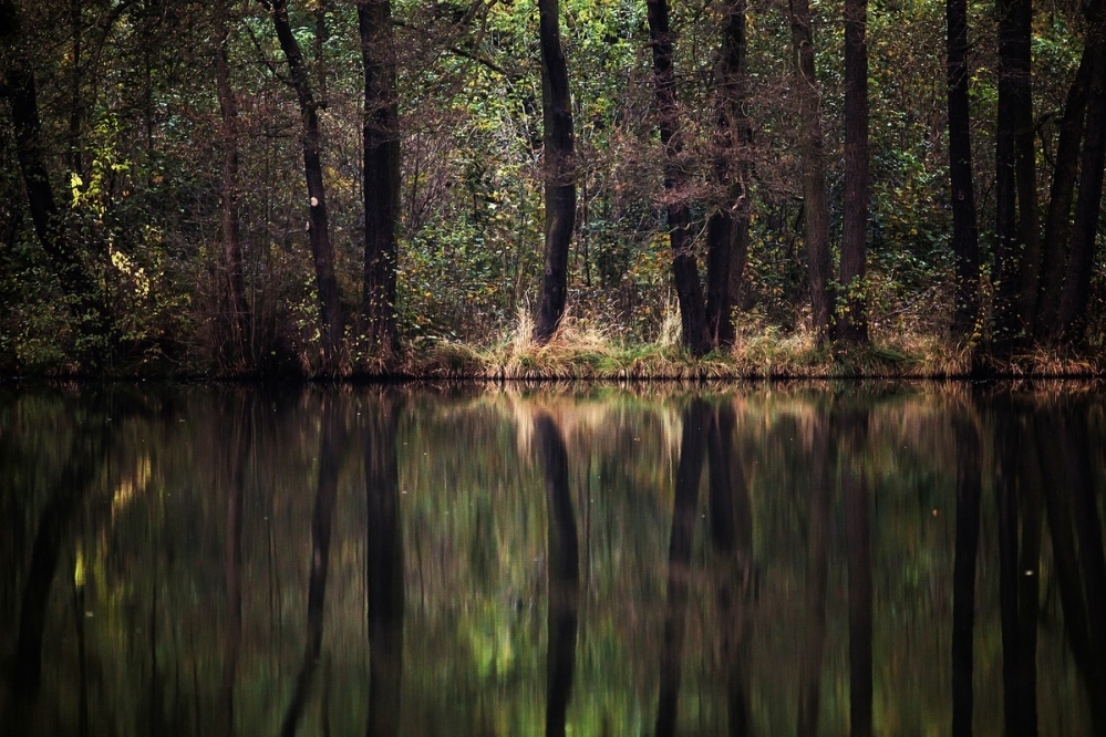 Waldsee by Sylvia Kroll